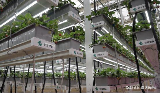 微纪录·最聊城｜草莓住上“三层小楼”每亩产量突破2万斤(图6)