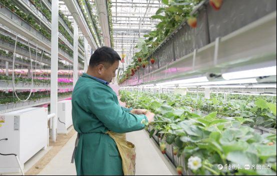 微纪录·最聊城｜草莓住上“三层小楼”每亩产量突破2万斤(图7)