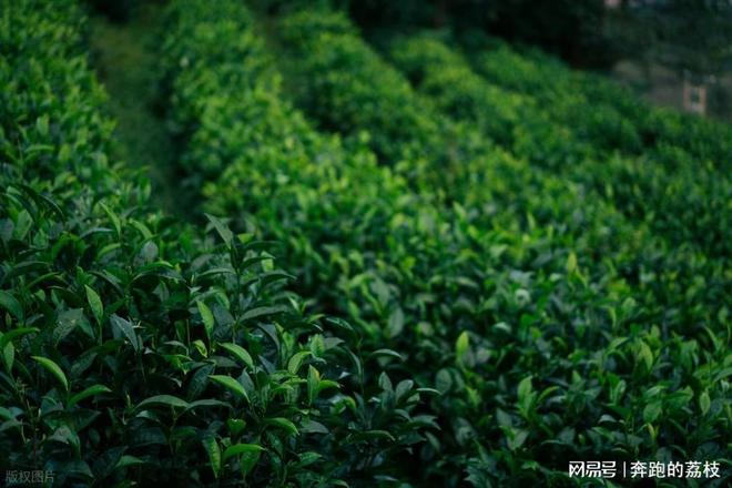香港茶叶进口深圳清关中的运输包装注意事项(图2)