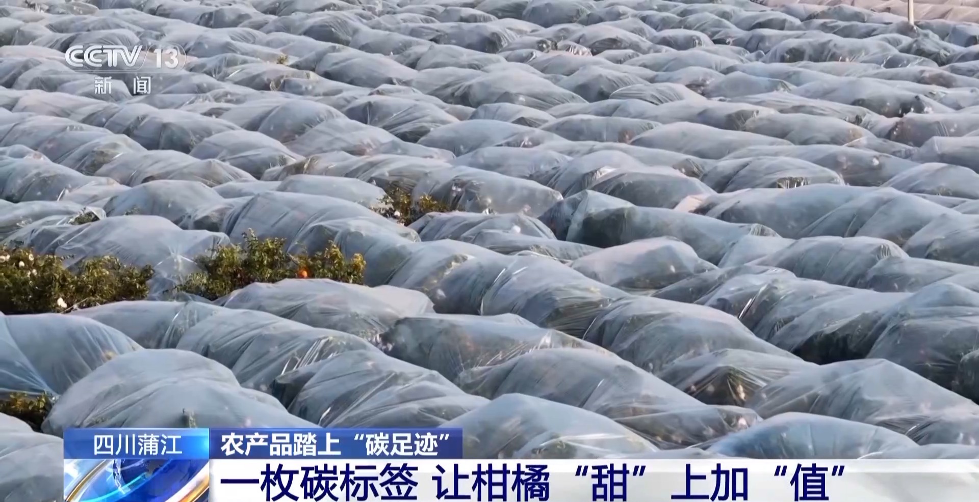 九游娱乐文化:农产品踏上“碳足迹”这个新标尺让柑橘“甜”上加“值”(图2)