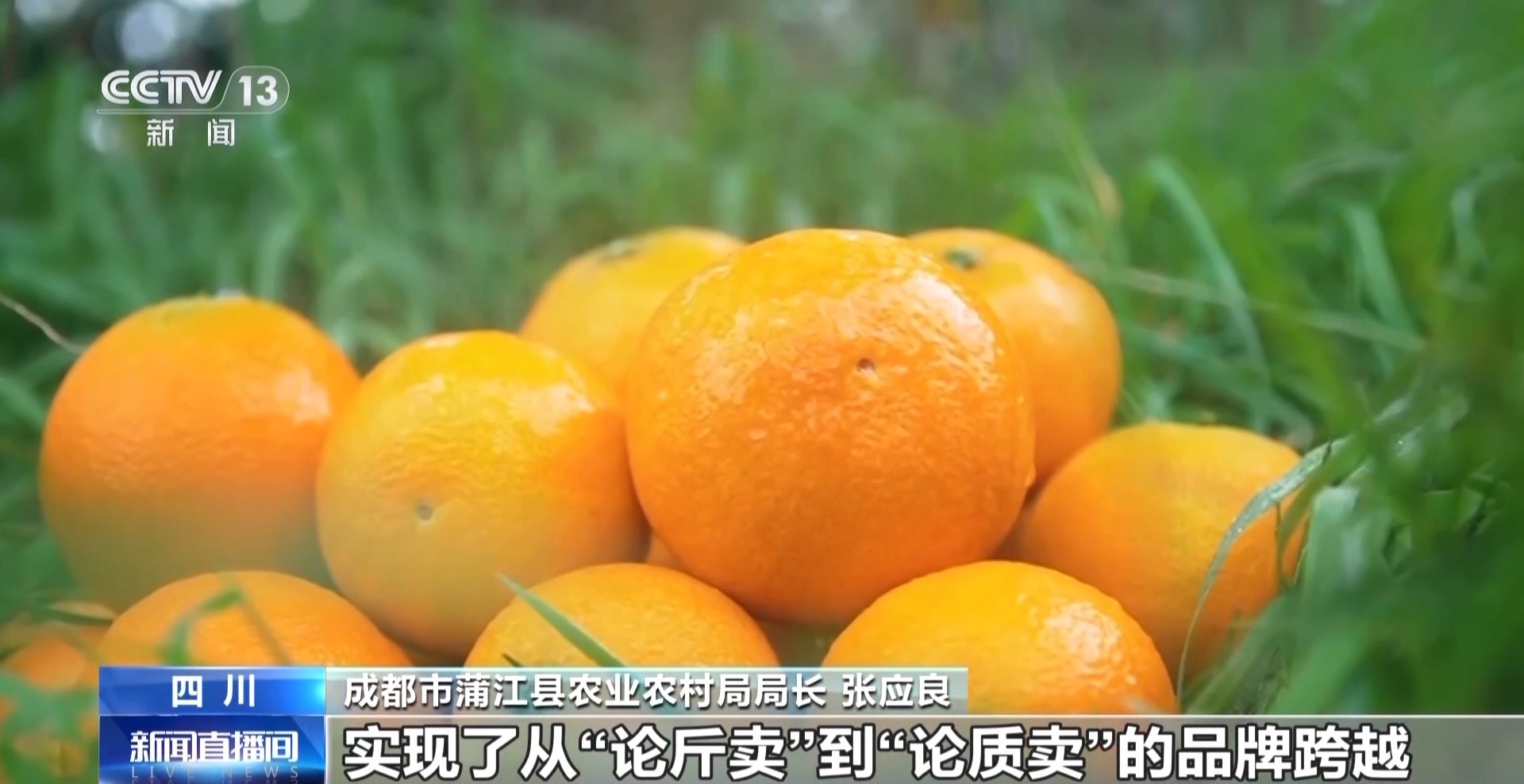 九游娱乐文化:农产品踏上“碳足迹”这个新标尺让柑橘“甜”上加“值”(图3)