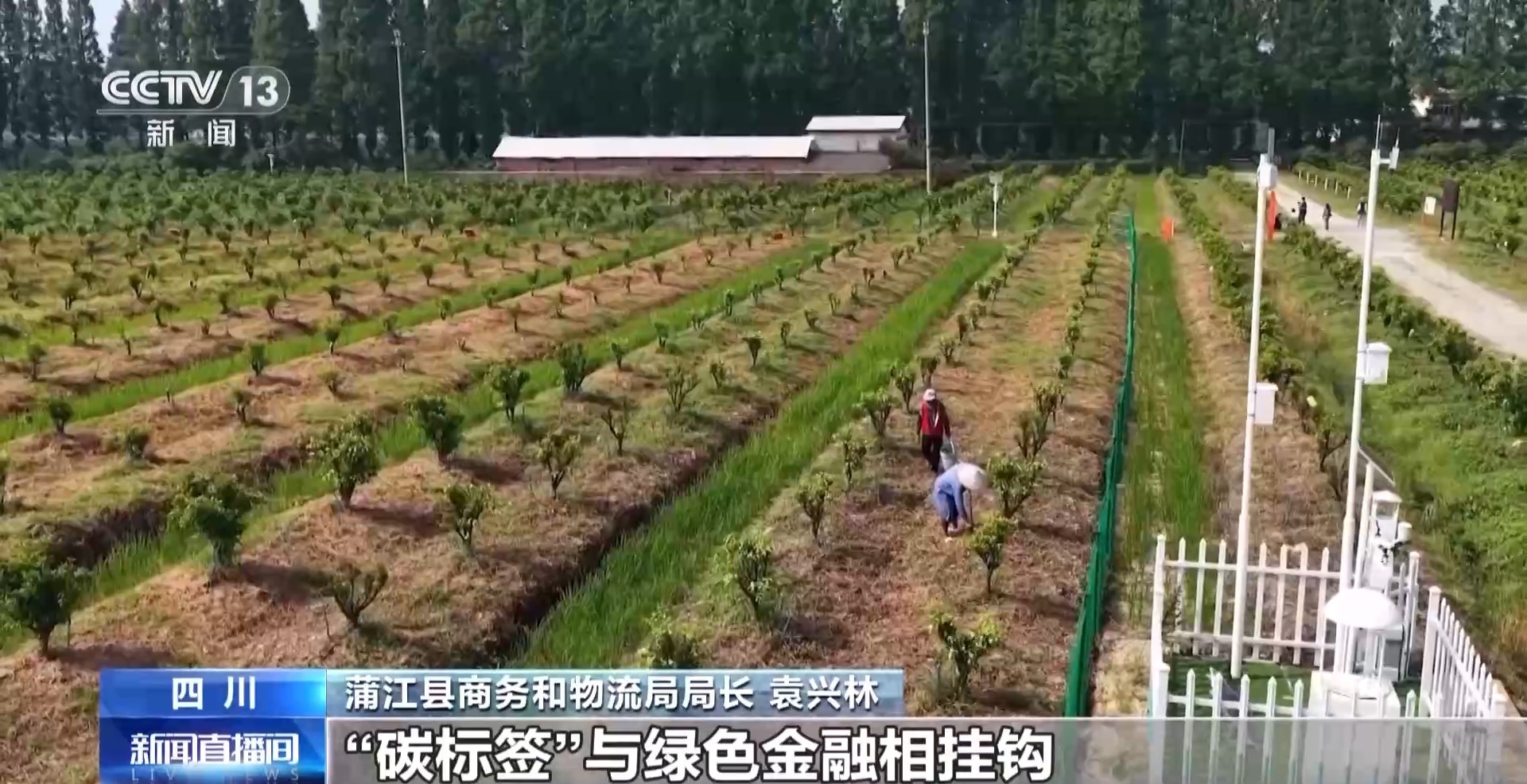 九游娱乐文化:农产品踏上“碳足迹”这个新标尺让柑橘“甜”上加“值”(图5)