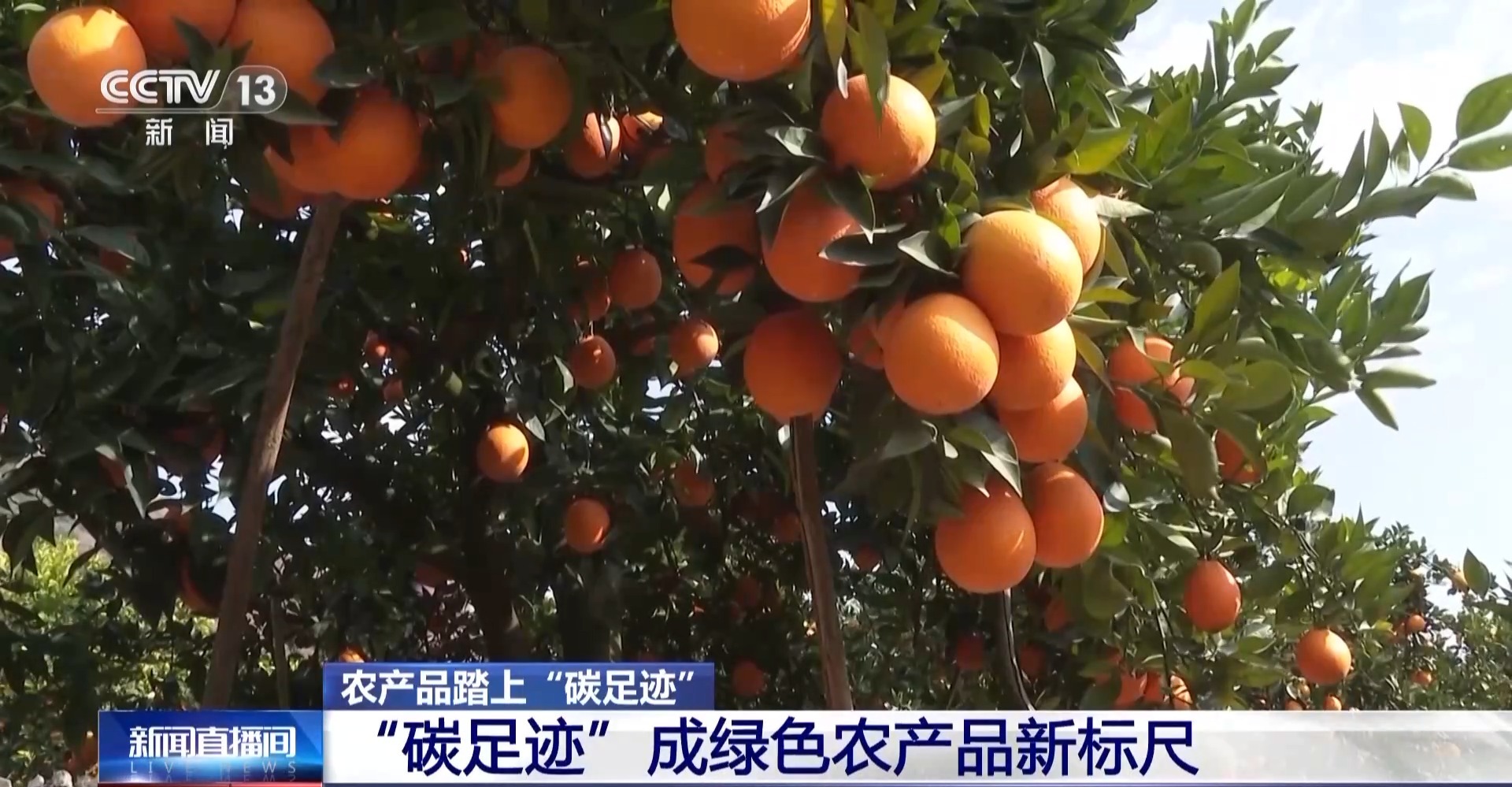 九游娱乐文化:农产品踏上“碳足迹”这个新标尺让柑橘“甜”上加“值”(图6)