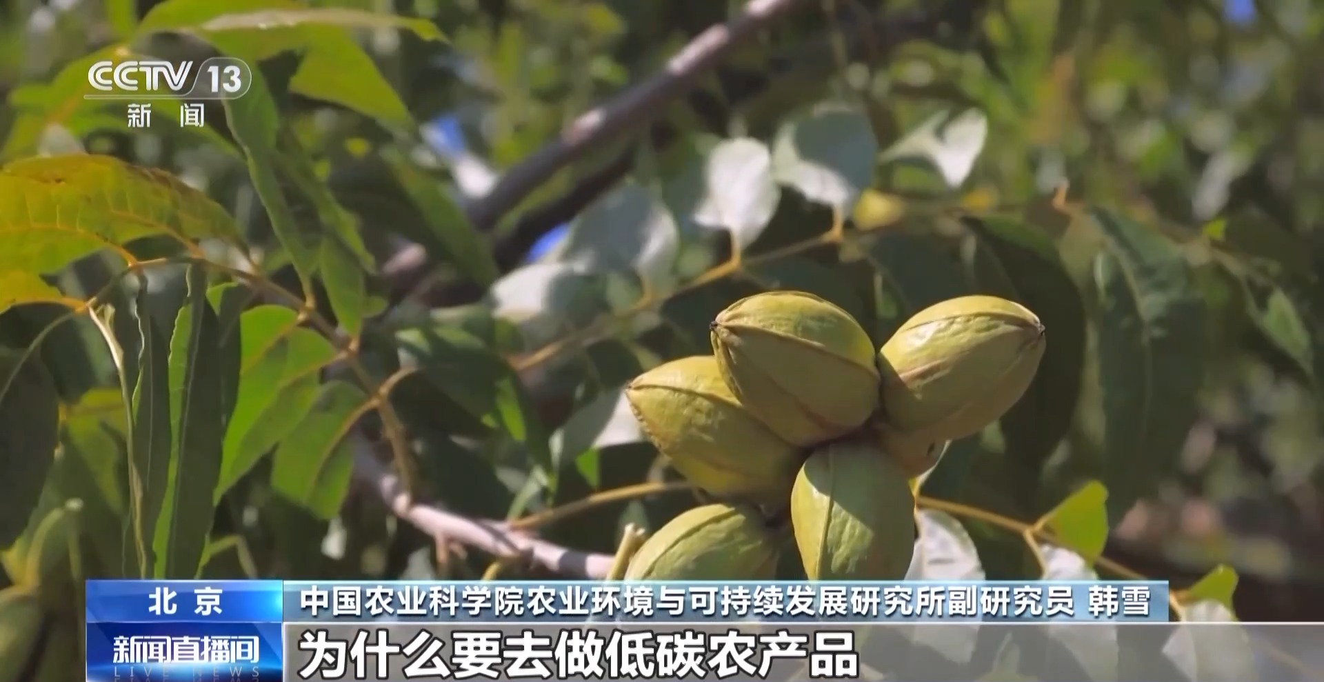 九游娱乐文化:农产品踏上“碳足迹”这个新标尺让柑橘“甜”上加“值”(图7)