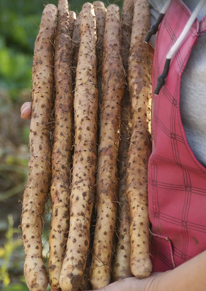 秋天主食换成它！脾胃舒服还能补钾一蒸又香又绵软！(图2)