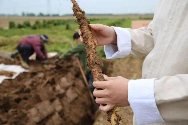 秋天主食换成它！脾胃舒服还能补钾一蒸又香又绵软！(图3)