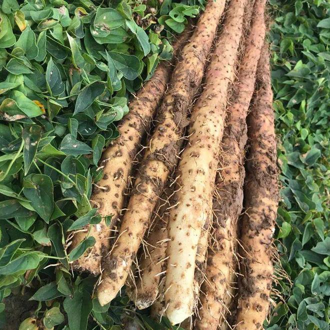 秋天主食换成它！脾胃舒服还能补钾一蒸又香又绵软！(图4)