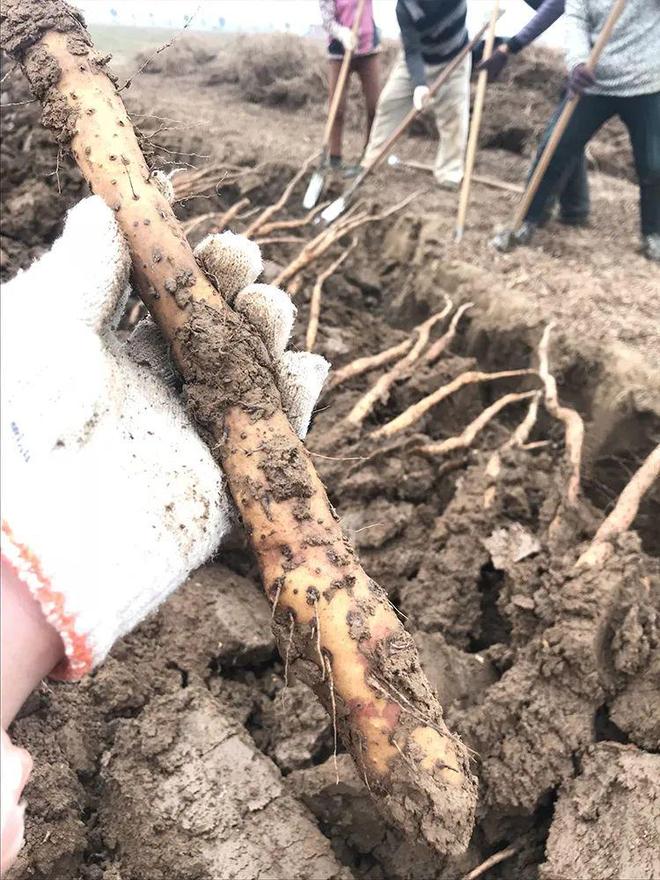 秋天主食换成它！脾胃舒服还能补钾一蒸又香又绵软！(图7)