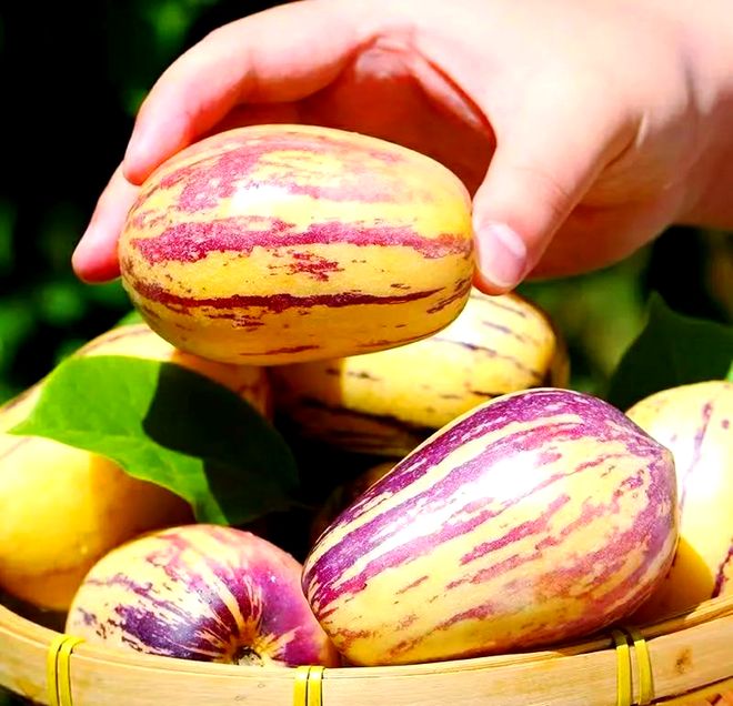 九游娱乐：【一线万单！极兔民勤人参果寄递占4成市场(图1)